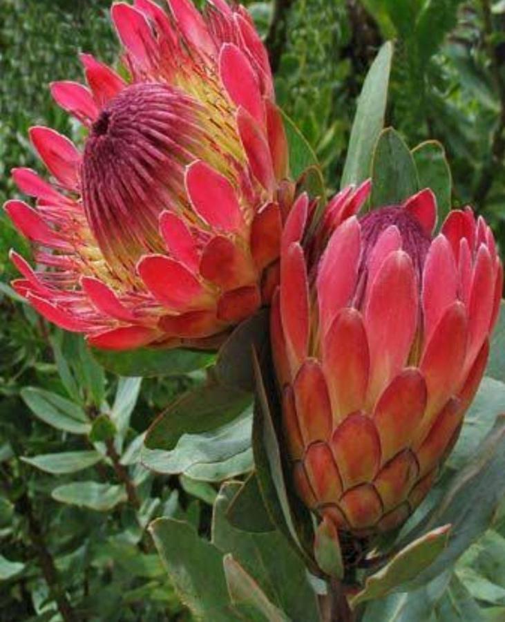 Brandys Beach House Bettyʼs Bay Buitenkant foto