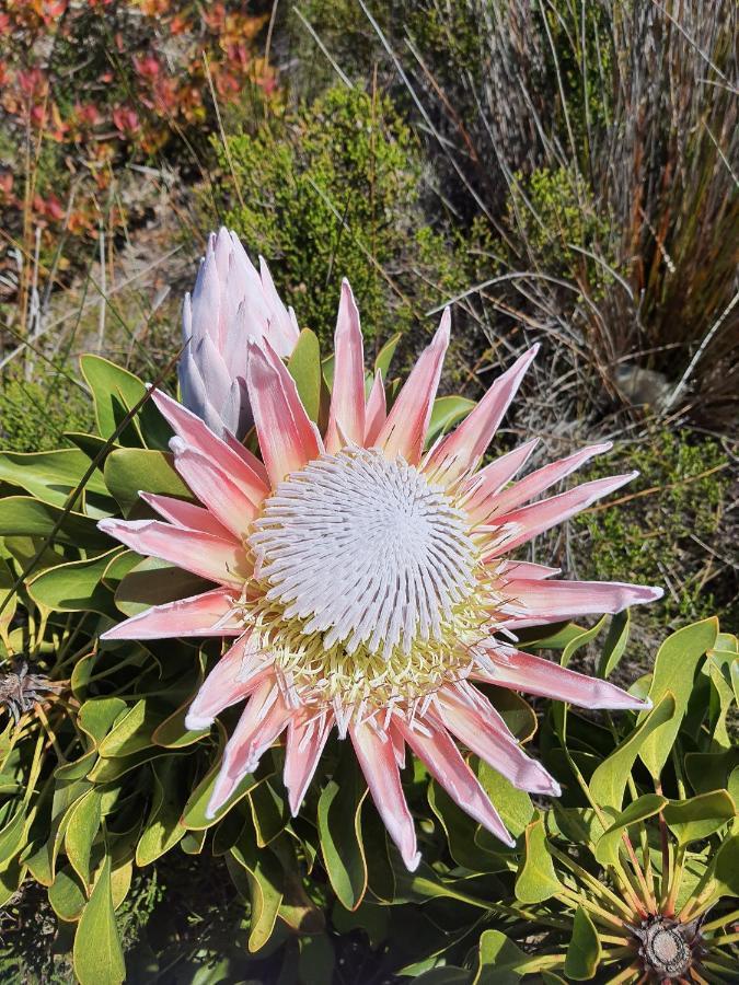 Brandys Beach House Bettyʼs Bay Buitenkant foto