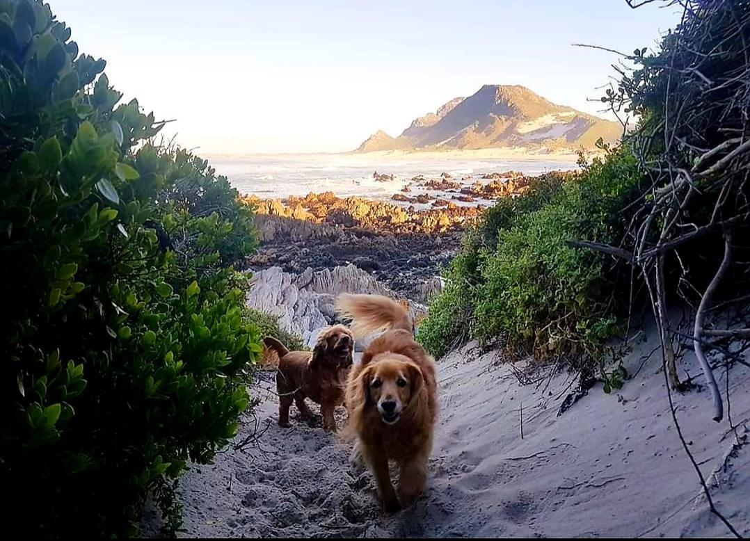 Brandys Beach House Bettyʼs Bay Buitenkant foto
