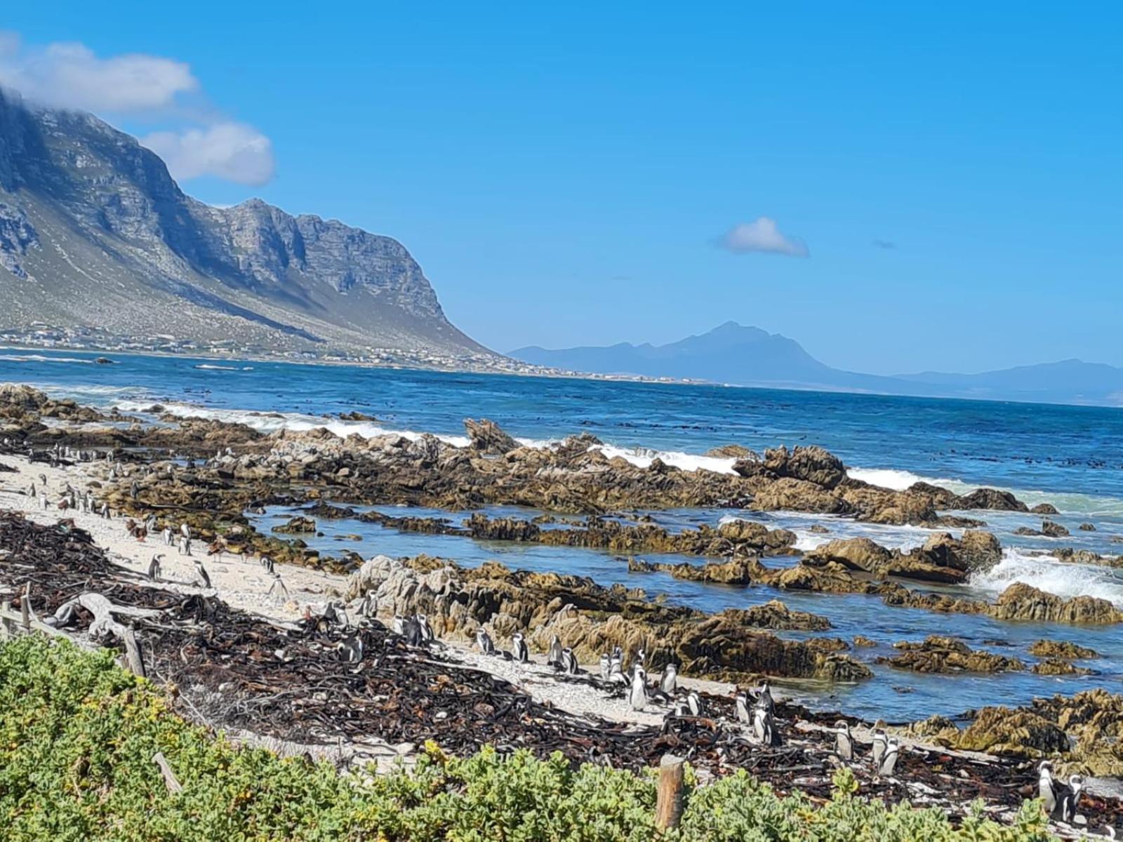 Brandys Beach House Bettyʼs Bay Buitenkant foto